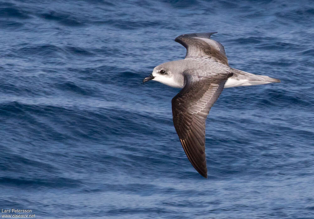 Pycroft's Petrel, identification