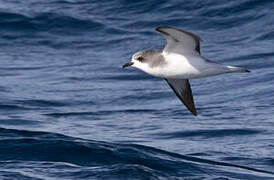 Pycroft's Petrel