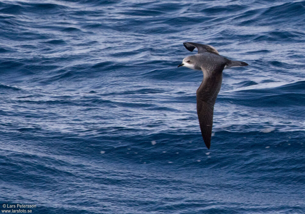 Pycroft's Petrel