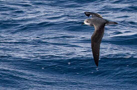 Pycroft's Petrel