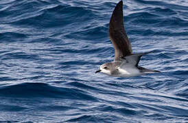 Pycroft's Petrel