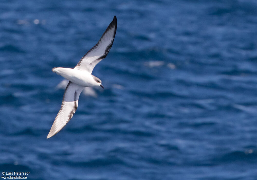 Pycroft's Petrel