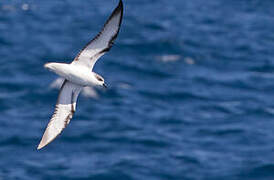 Pycroft's Petrel