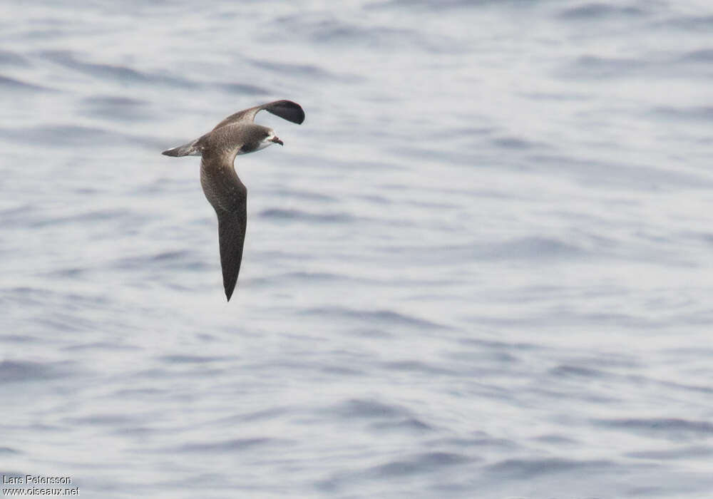 Bonin Petrelimmature, pigmentation, Flight