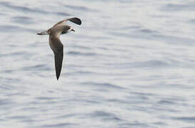 Bonin Petrel