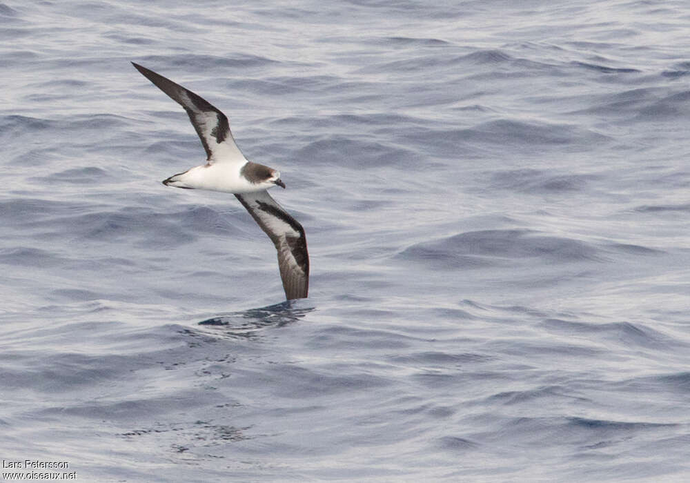 Bonin Petrel, identification