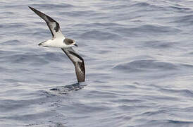 Bonin Petrel