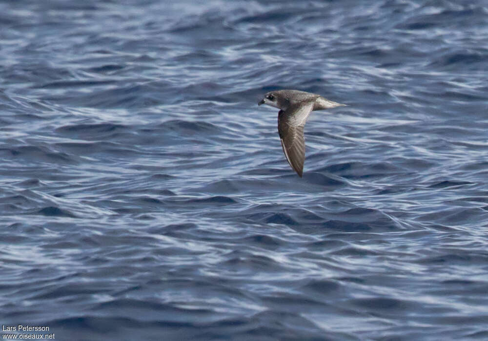 Mottled Petrel