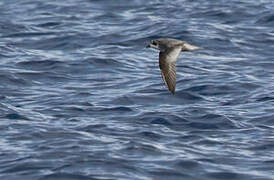 Mottled Petrel