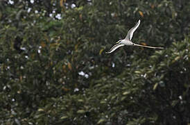 White-tailed Tropicbird