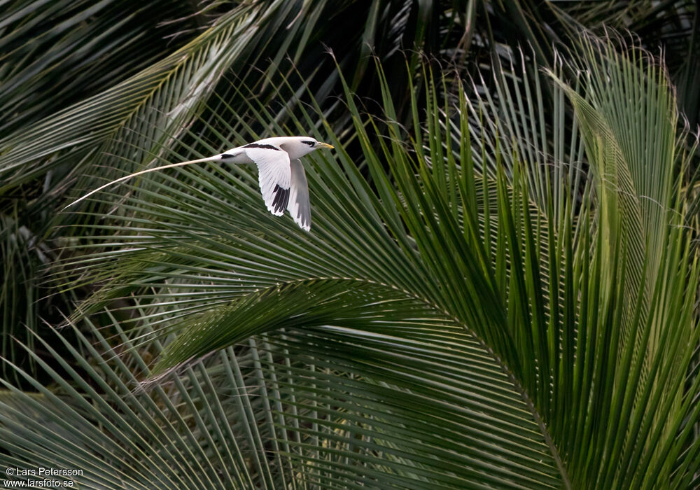 White-tailed Tropicbird