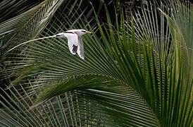 White-tailed Tropicbird