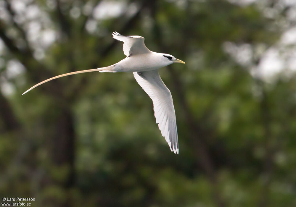 White-tailed Tropicbird