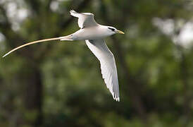 White-tailed Tropicbird