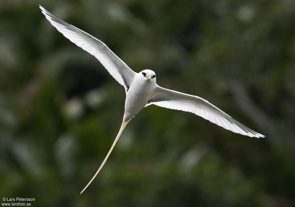 White-tailed Tropicbird