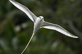 White-tailed Tropicbird