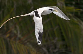 White-tailed Tropicbird