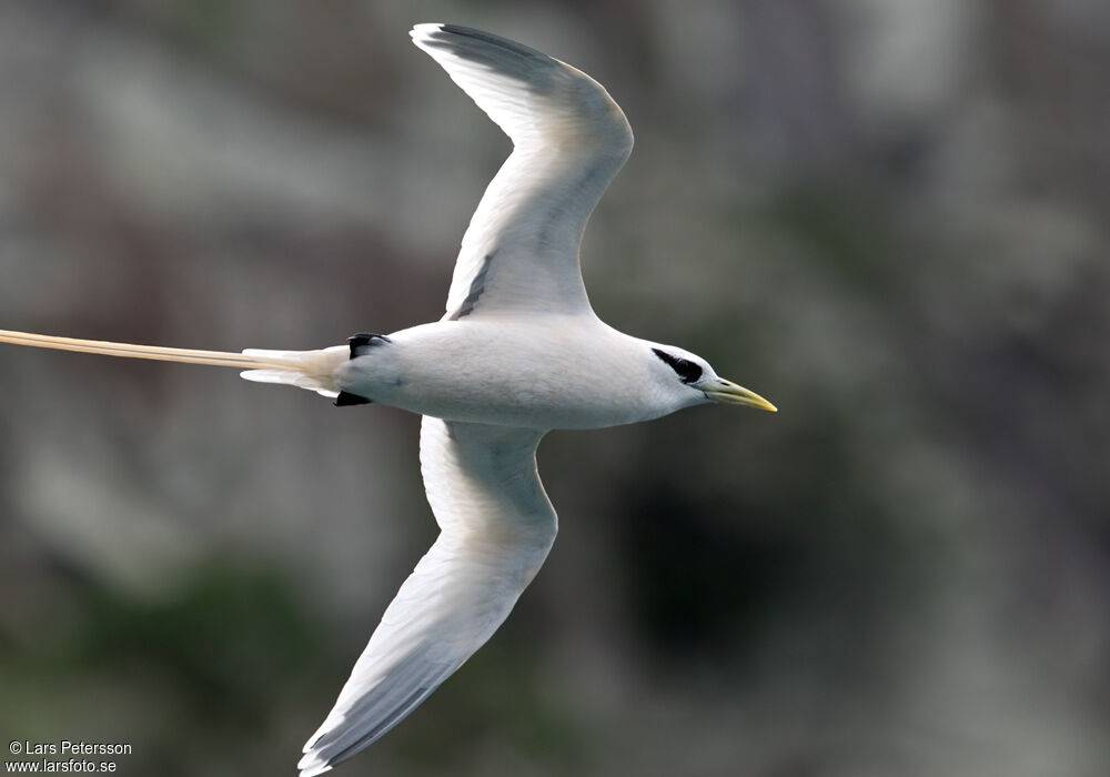 White-tailed Tropicbird