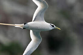 White-tailed Tropicbird