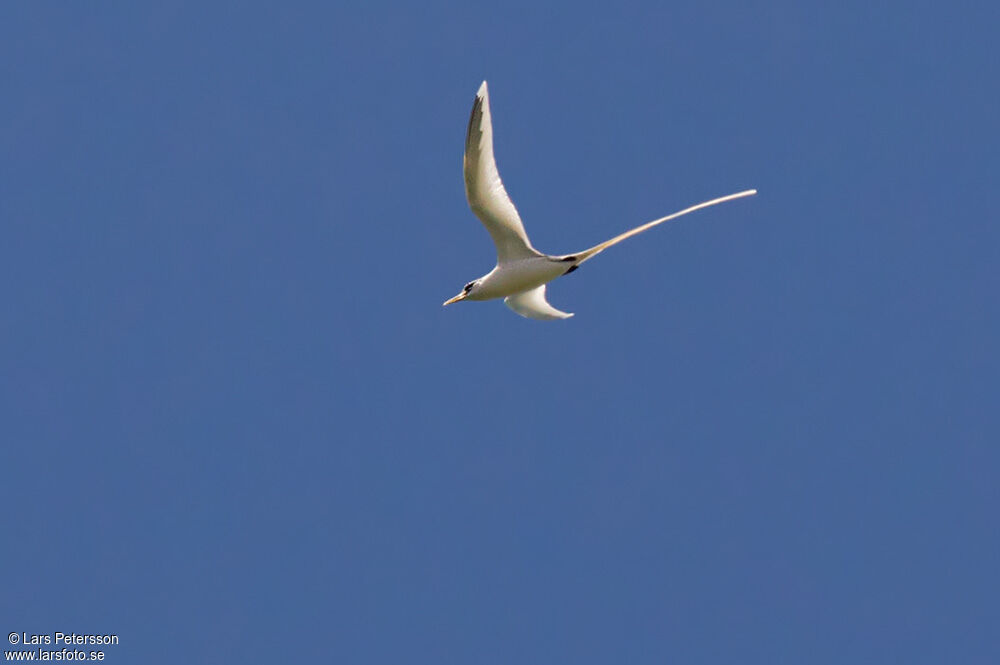 White-tailed Tropicbird