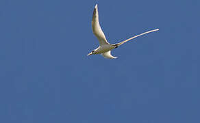 White-tailed Tropicbird