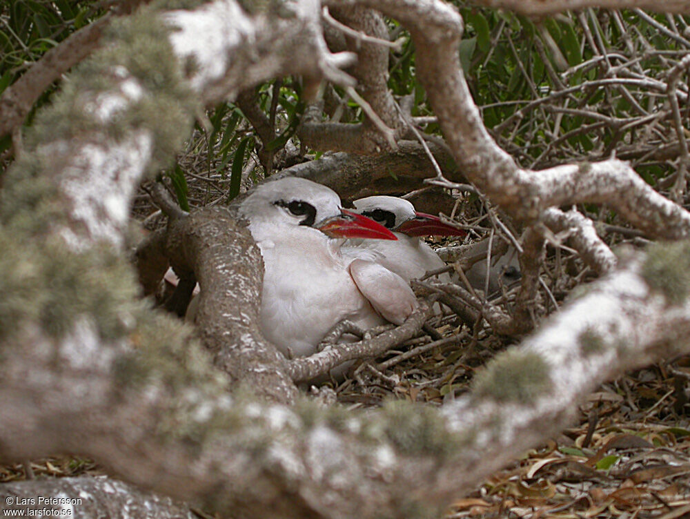 Red-tailed Tropicbird