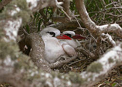 Red-tailed Tropicbird