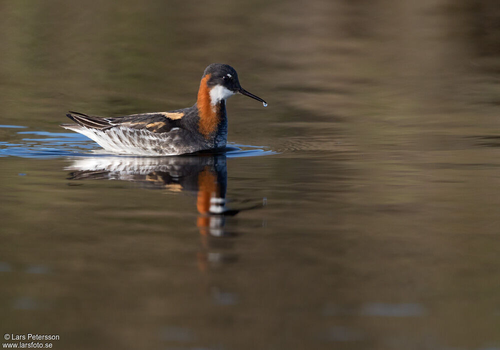 Red-necked Phalarope