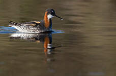 Phalarope à bec étroit