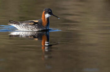 Phalarope à bec étroit