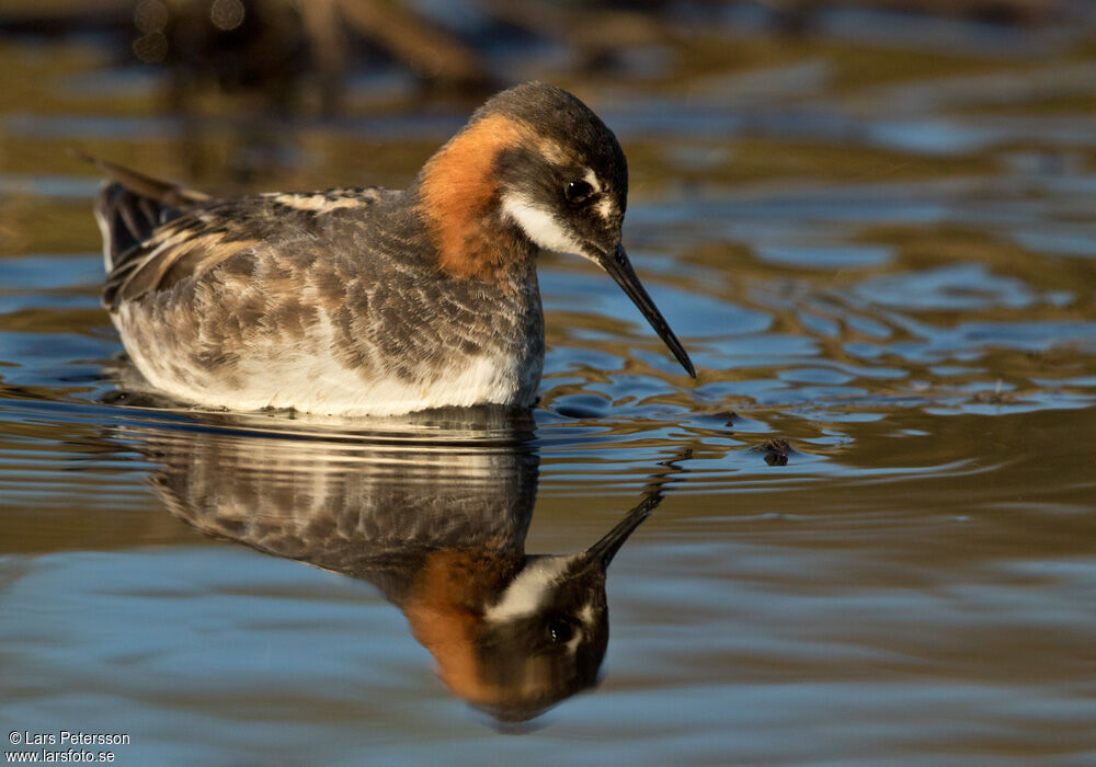 Phalarope à bec étroit