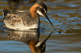 Red-necked Phalarope