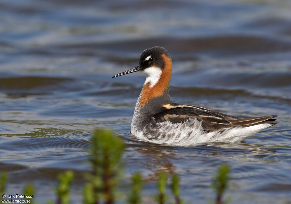 Red-necked Phalarope