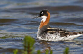 Red-necked Phalarope