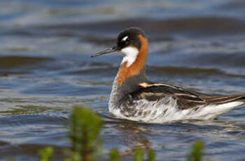 Phalarope à bec étroit