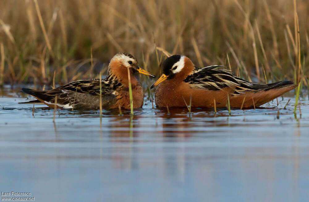 Red Phalarope male adult, identification