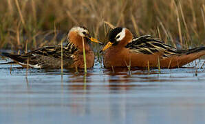 Red Phalarope