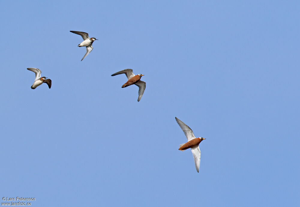 Red Phalarope