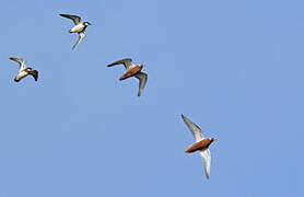 Red Phalarope