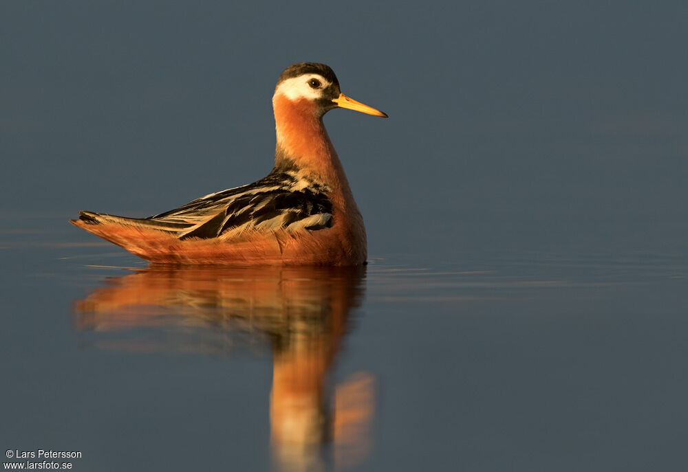 Phalarope à bec large femelle adulte nuptial, identification