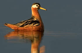 Phalarope à bec large