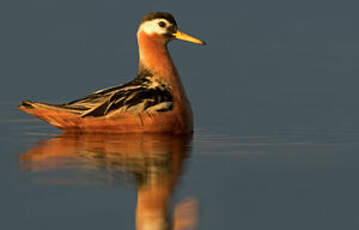 Phalarope à bec large