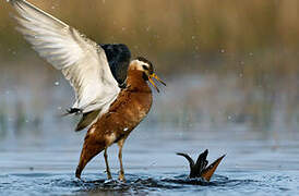 Red Phalarope