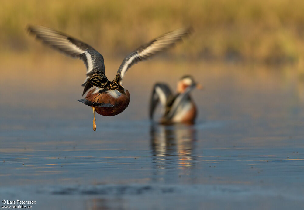 Phalarope à bec large