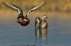 Red Phalarope