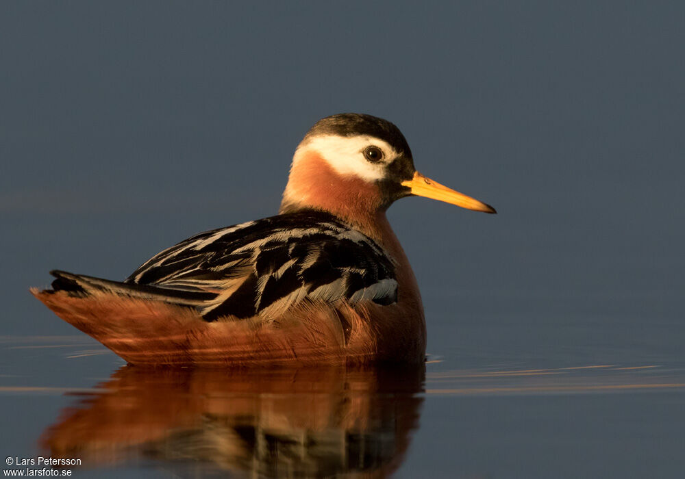 Red Phalarope