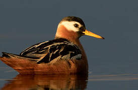 Phalarope à bec large