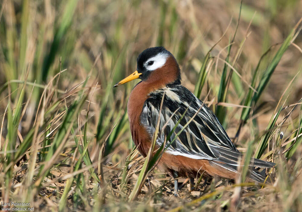 Phalarope à bec large femelle adulte nuptial, identification