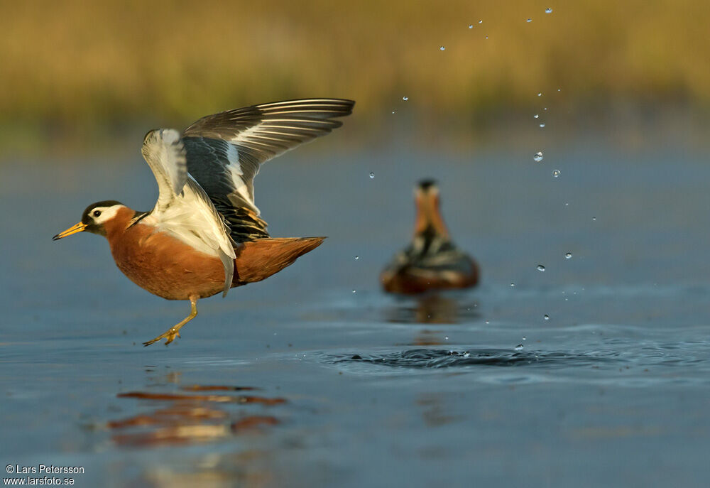 Phalarope à bec large