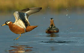 Phalarope à bec large